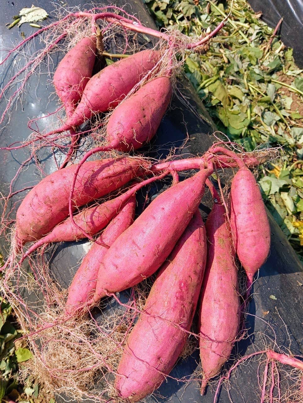 宇都宮農園 からいも（サツマイモ）5kg 紅はるか – 道の駅大津