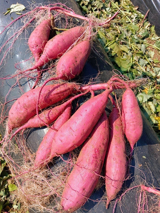 【宇都宮農園】　からいも（サツマイモ）５kg　紅はるか