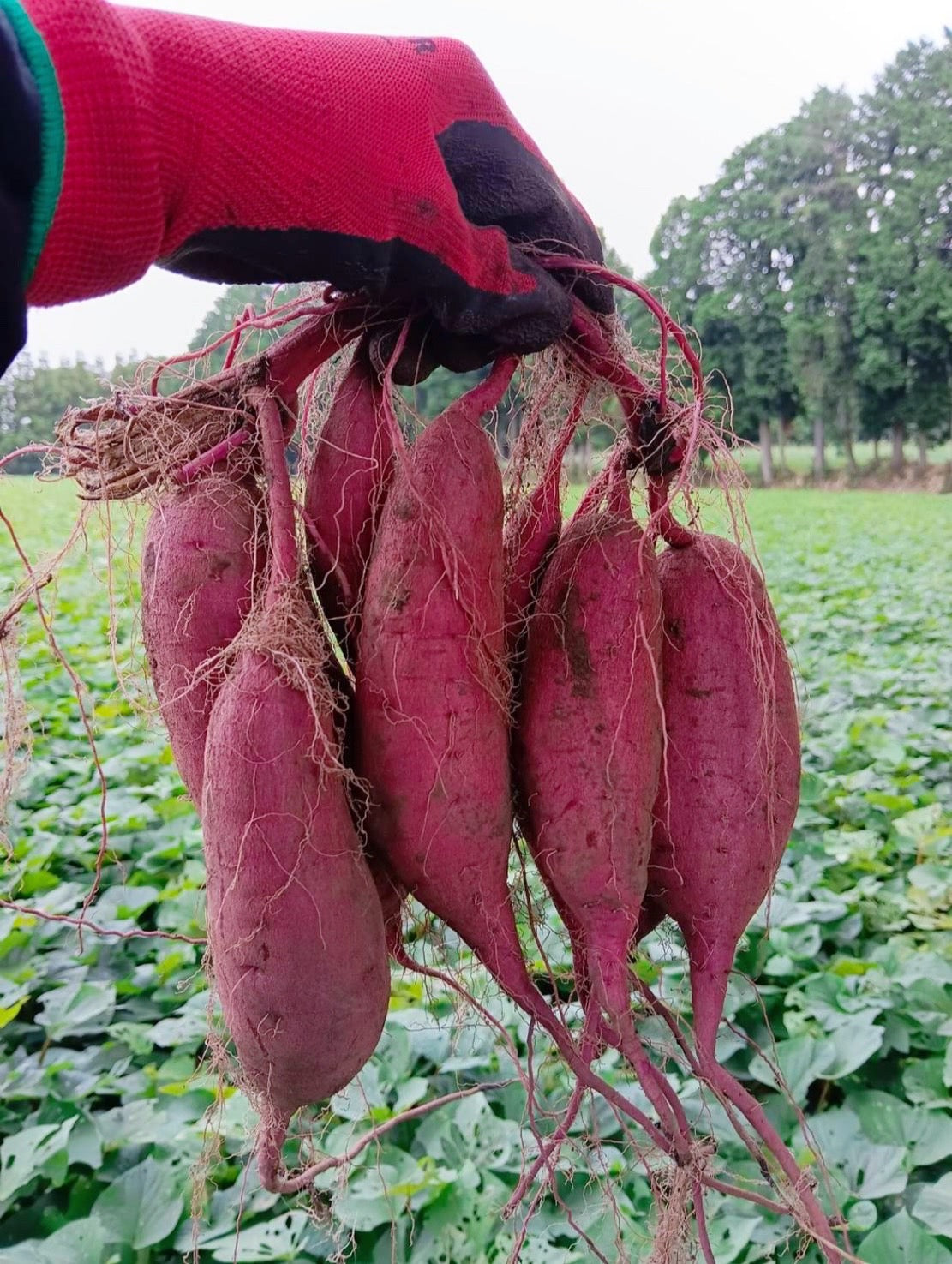 宇都宮農園　からいも（サツマイモ）５kg　紅はるか