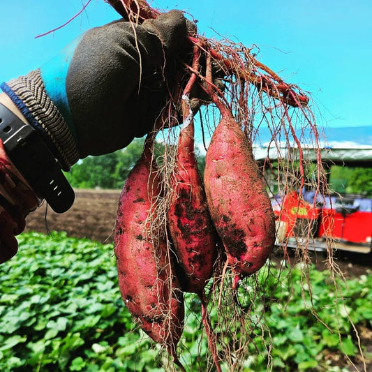 【古庄律雄】からいも（サツマイモ）紅はるか　５kg