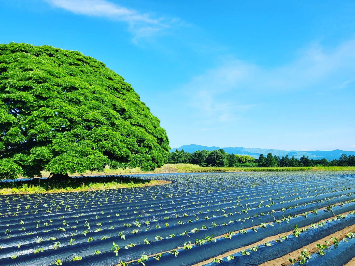 【古庄律雄】　からいも（サツマイモ）５kg　シルクスイート