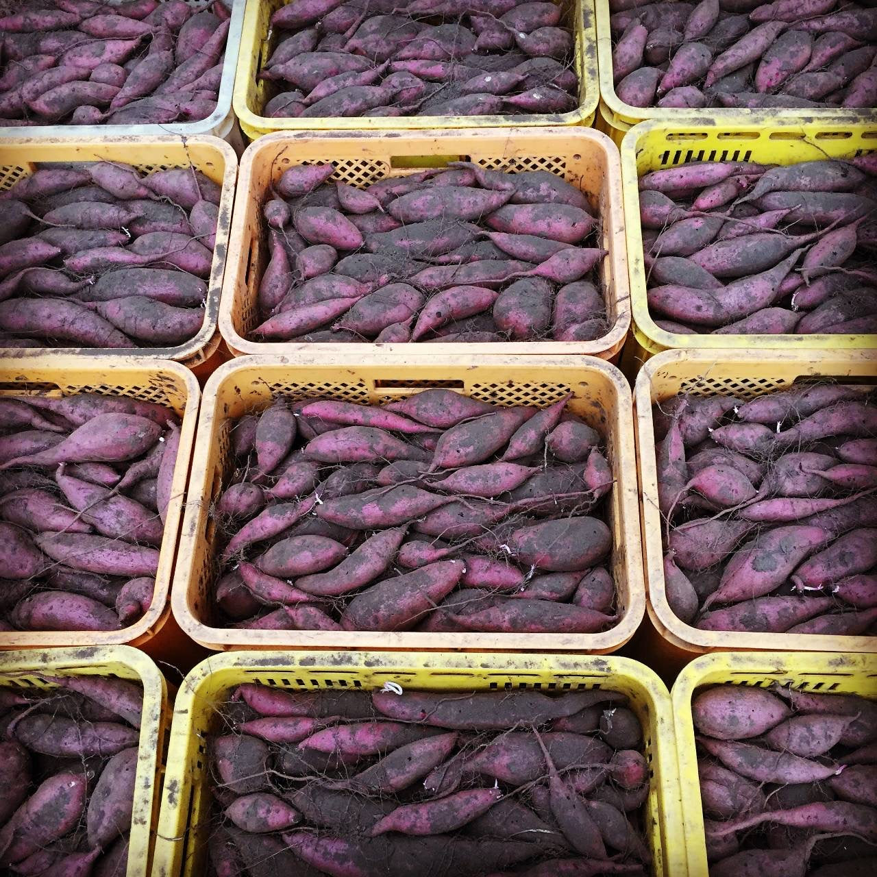 【古庄律雄】　からいも（サツマイモ）５kg　シルクスイート