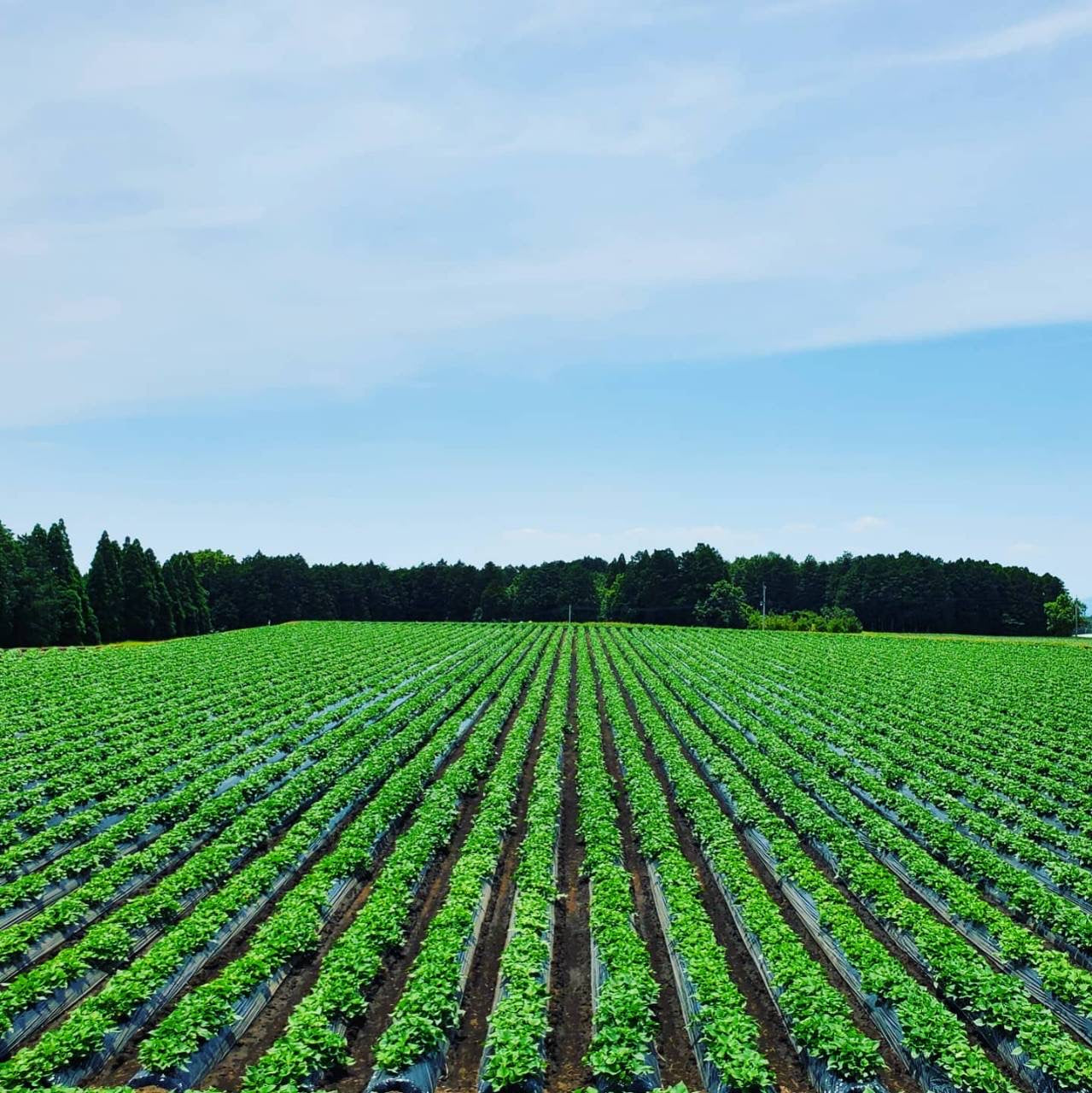 【古庄律雄】　からいも（サツマイモ）５kg　シルクスイート