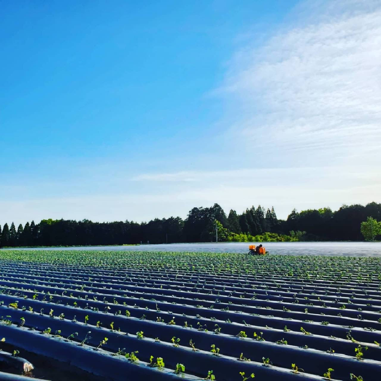 【古庄律雄】　からいも（サツマイモ）５kg　シルクスイート